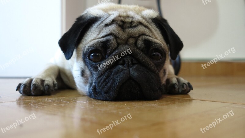 Pug Dog Cute Purebred Portrait