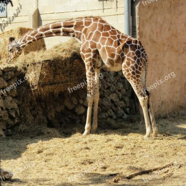 Giraffe Animal Zoo Zoo Animals Safari