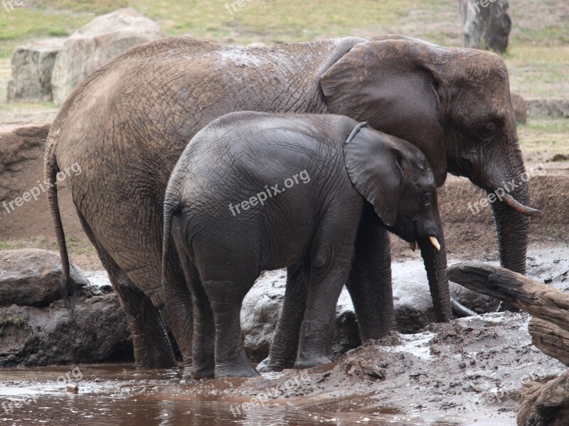 Elephant Elephant Calf Wild Wild Animal Proboscis