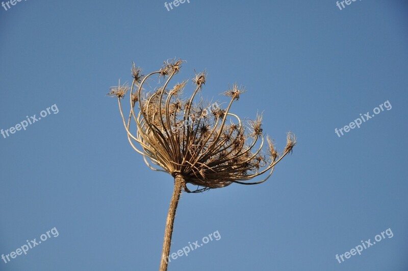 Dry Flower Plant Herbal Leaf