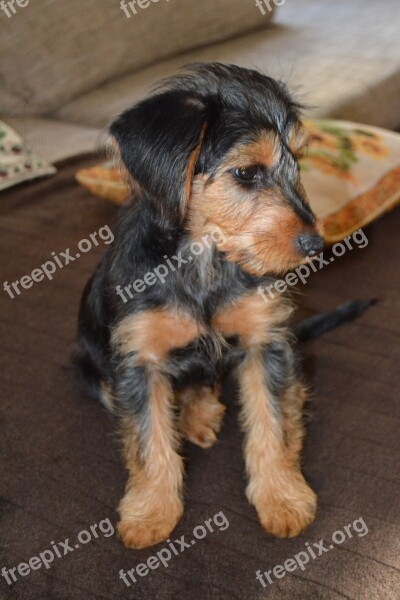 Dog Hybrid Dachshund Yorkshire Terrier