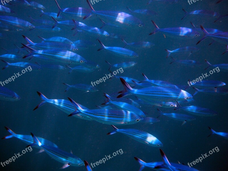 Fish Swarm Fish Swarm Maldives Together