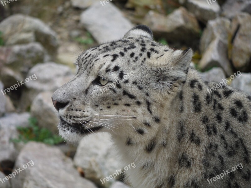 Snow Leopard Head Close Up Zoo Animal Portrait