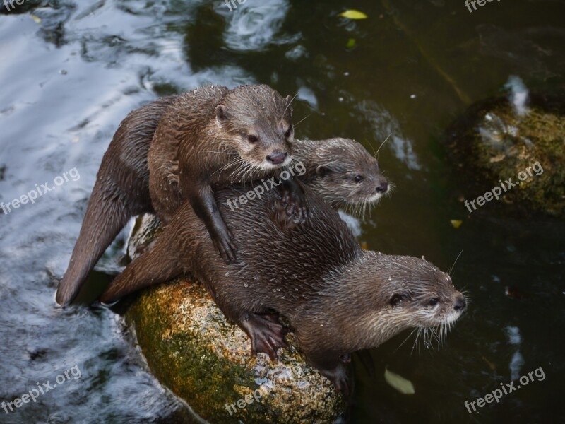 Otter Mammal Clawed Otter Friends Family