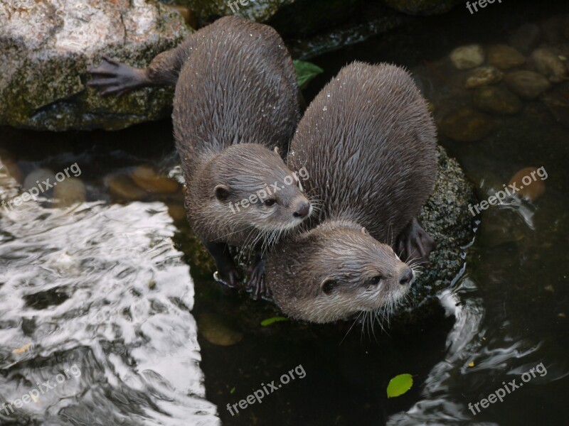 Otter Mammal Clawed Otter Free Photos