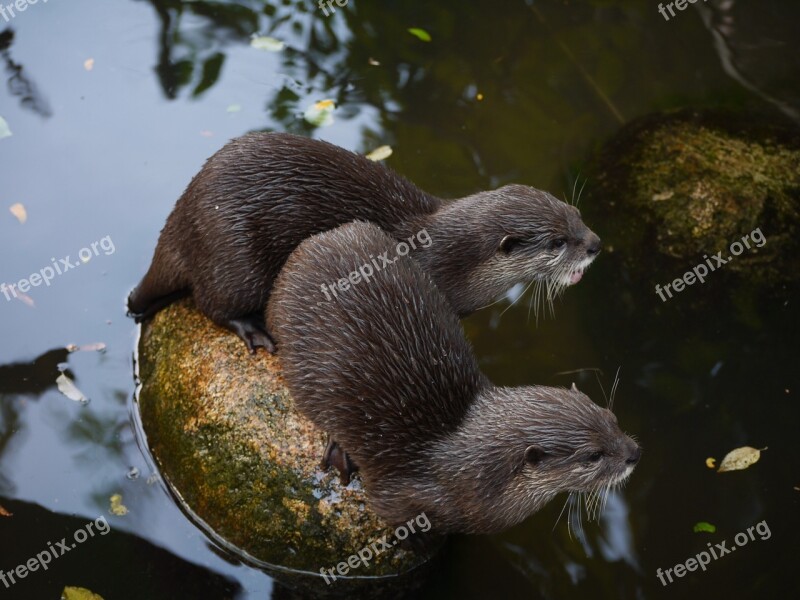 Otter Mammal Clawed Otter Free Photos