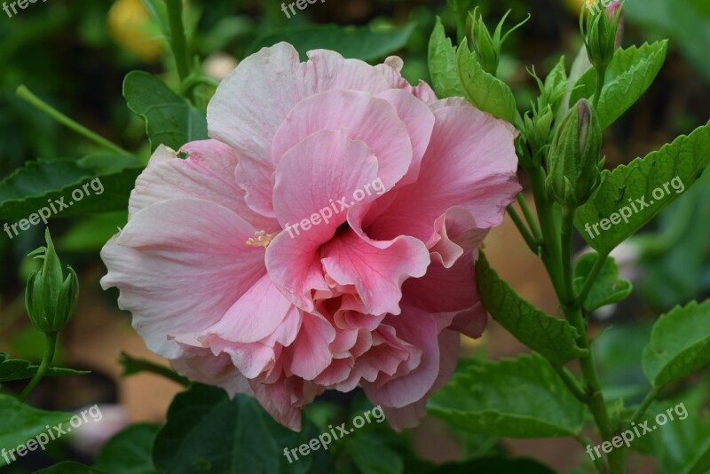 Hibiscus Rosa-sinensis Flower Pink Free Photos