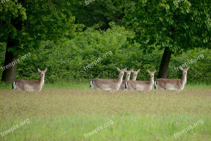 Fallow Deer Deer Hirschsprung Hinds Duvenstedter Brook