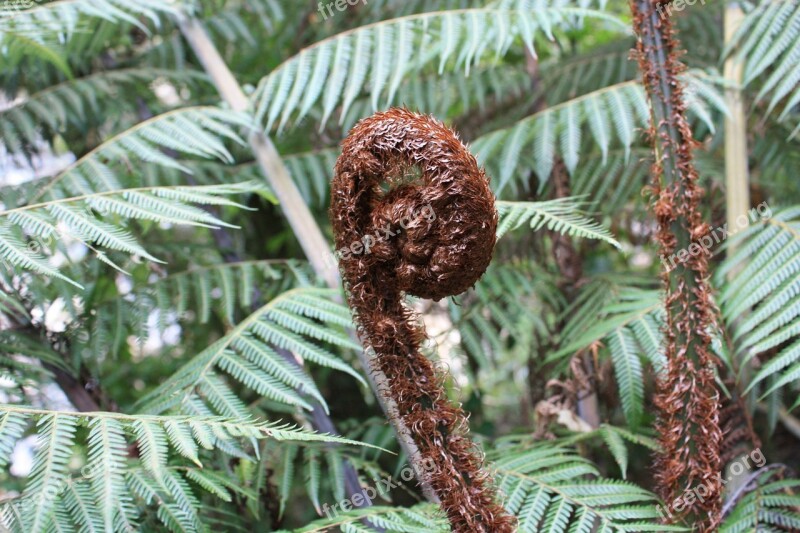 Fern New Life Koru Growth Native