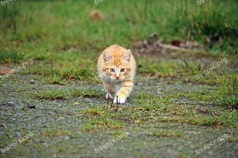 Cat Kitten Cat Baby Sneak Up On Red Cat