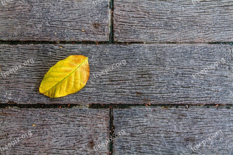 Autumn Leaves Alopecia Ground Yellow Free Photos