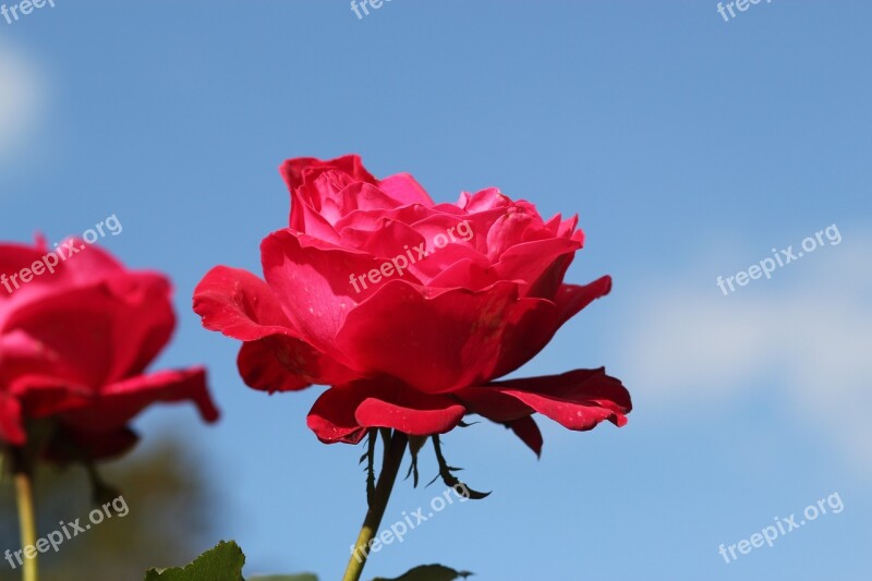 Red Rose Nature Blossom Flower Rose