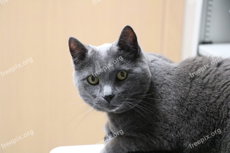 Cat Gray Cat Old Cat Feline Domestic Short Hair