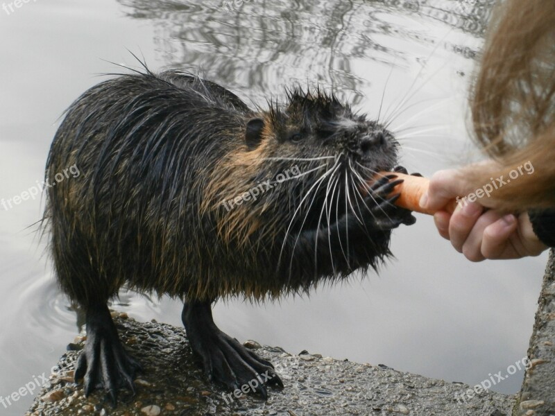 Nutria Feeding Aquatic Animal Eating Cute