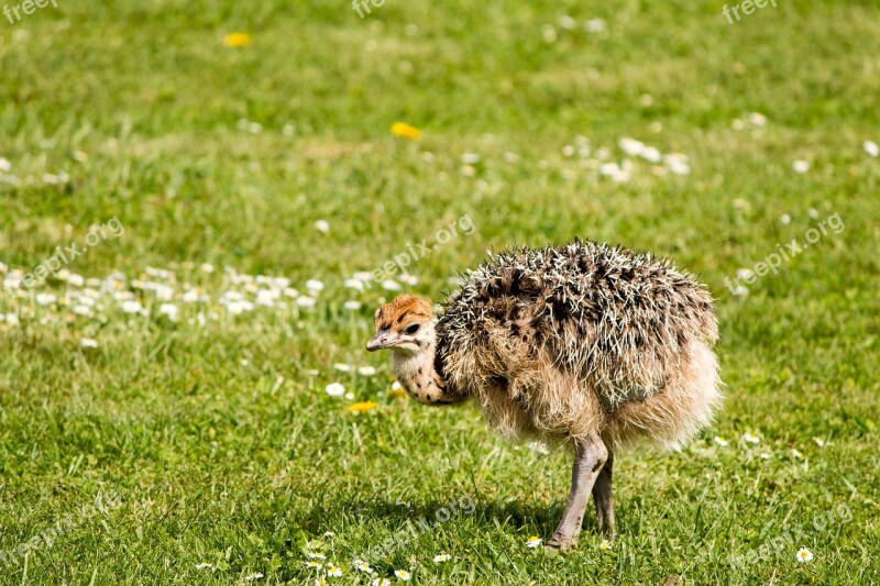 Bouquet Bird Animal Chicken Meadow