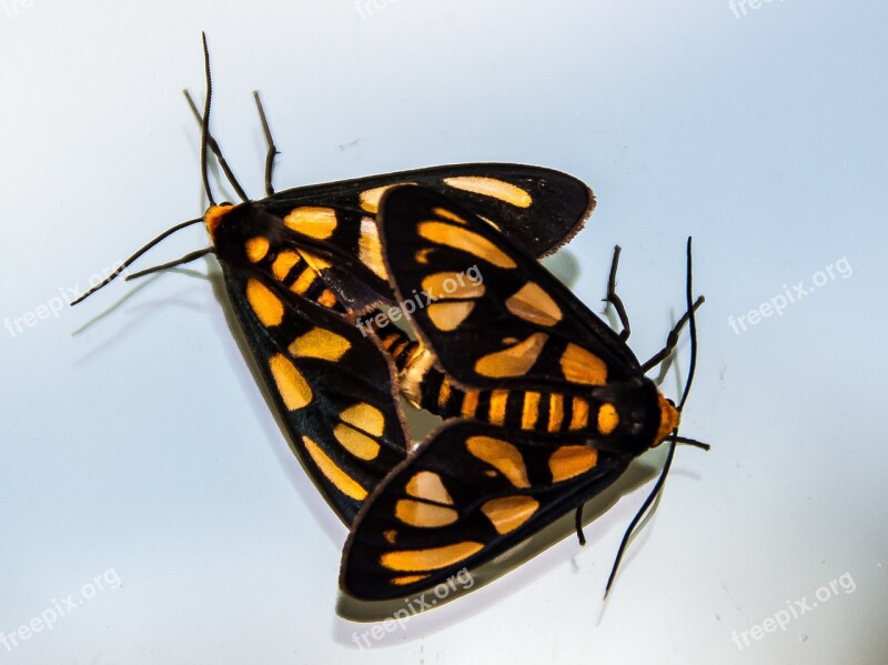 Moths Tiger Moth Amata Trigonophora Two 2