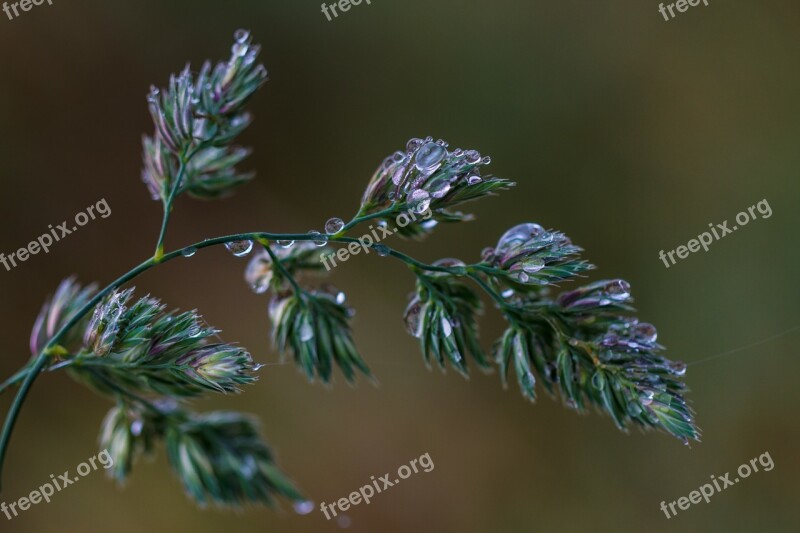 Grass Grass Flowers Morgentau Drip Green