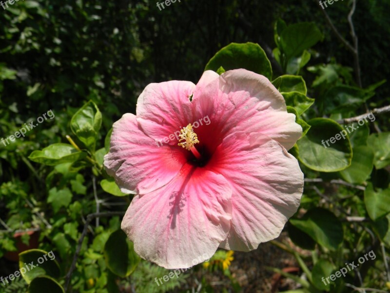 Hibiscus Rosa-sinensis Flower Pink Free Photos