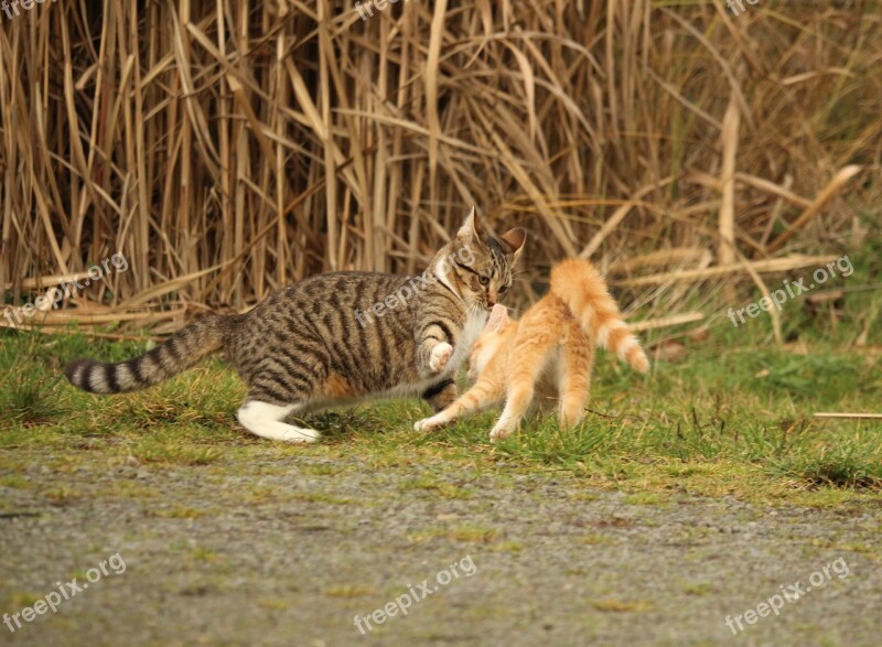 Cat Kitten Cat Baby Mackerel Play