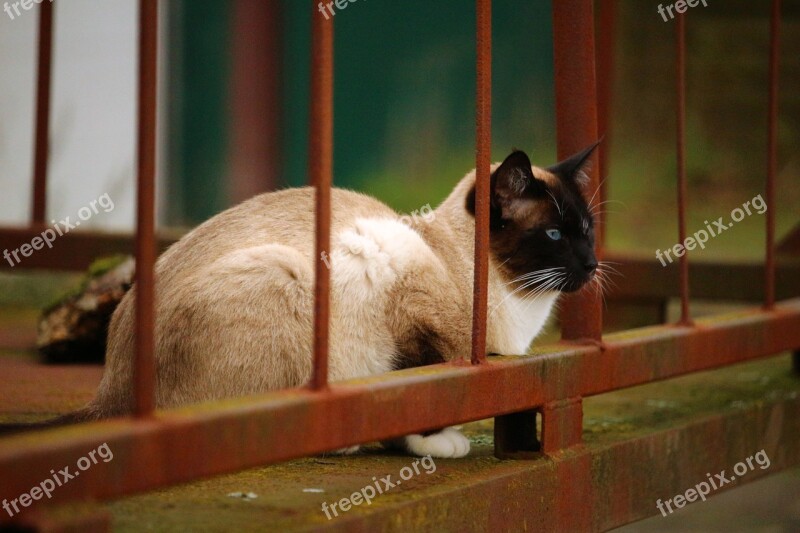 Cat Siam Siamese Cat Rust Grid