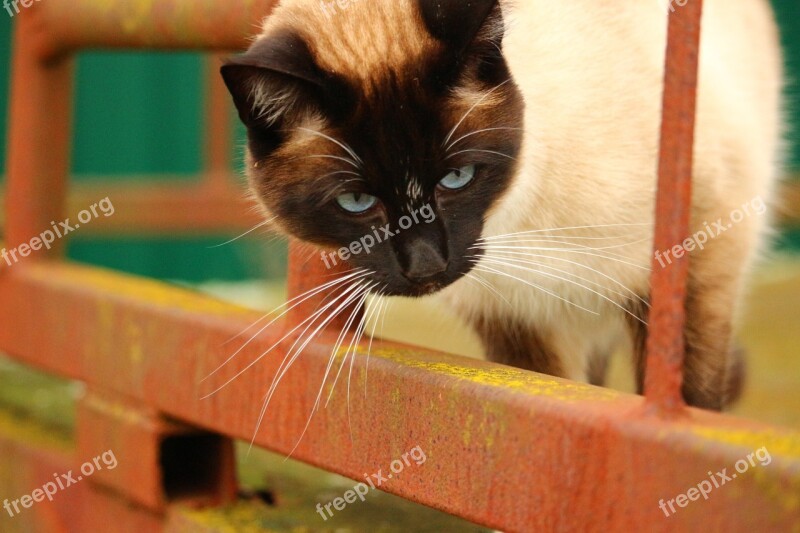 Cat Siamese Cat Siam Rust Cat Face