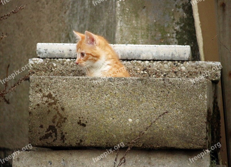 Kitten Hiding Place Stone Cat Stone Wall