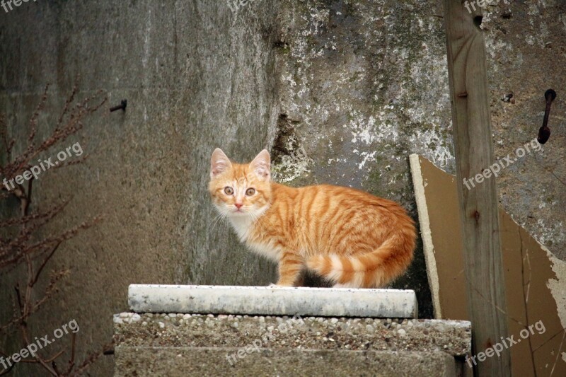 Cat Cat Baby Stone Stone Wall Wall