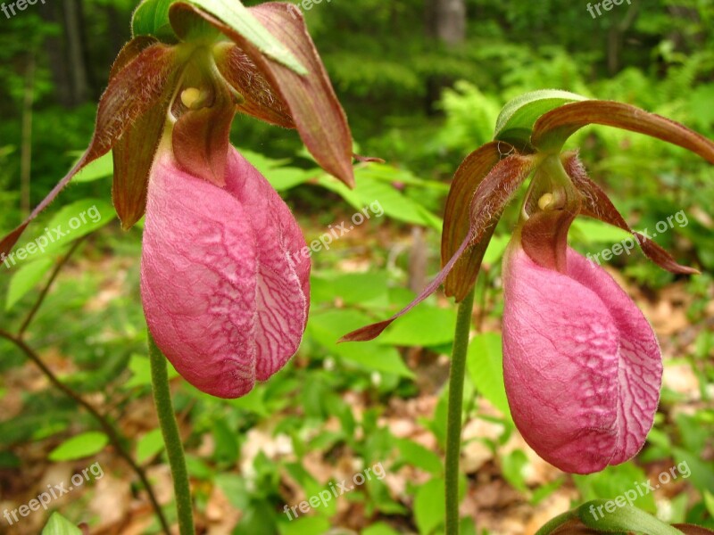 Lady's Slipper Pink Wildflower Orchid Cypripedium