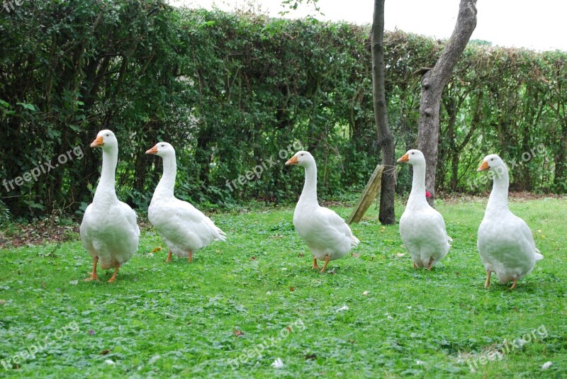 Goose Geese Meadow Bird Netherlands Animals