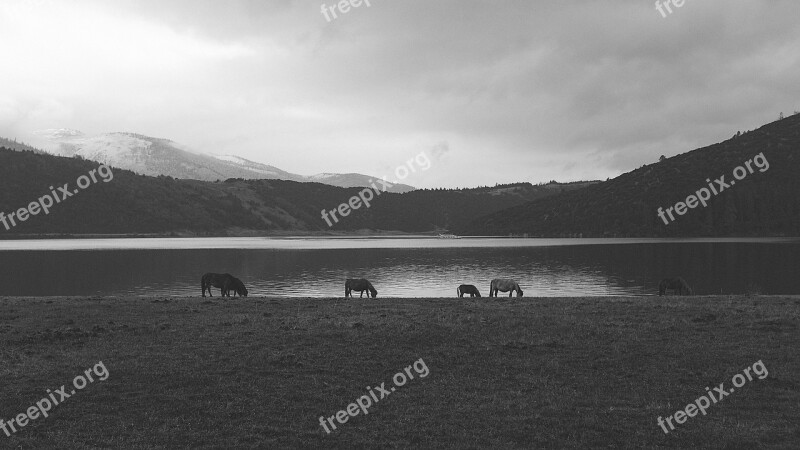 Horses Lakeside Pasture Animals Landscape