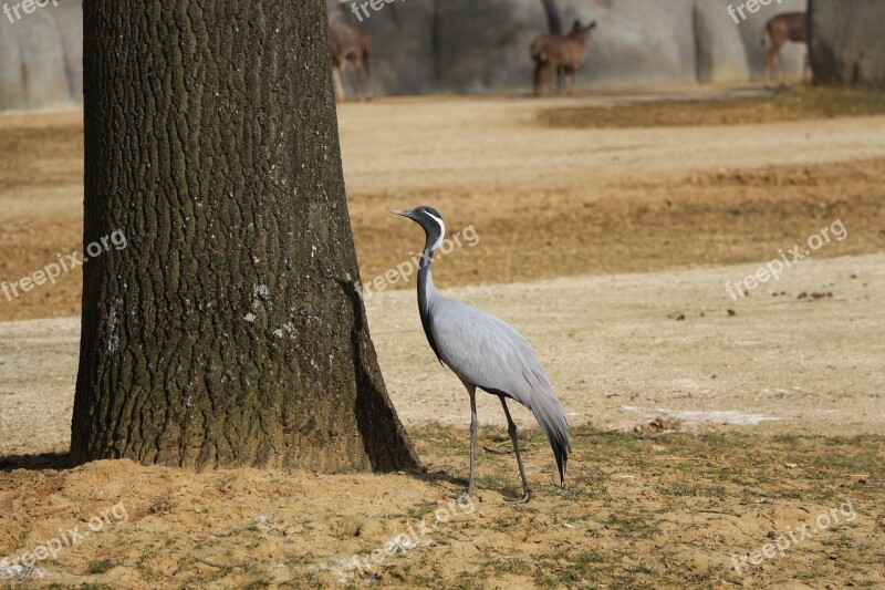 Bird Animal Tree Shadow Pen