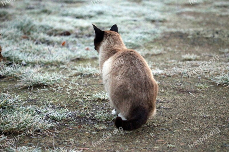 Siamese Cat Cat Winter Frost Hoarfrost