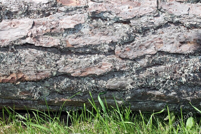 Wood Log Fallen Timber Lumber