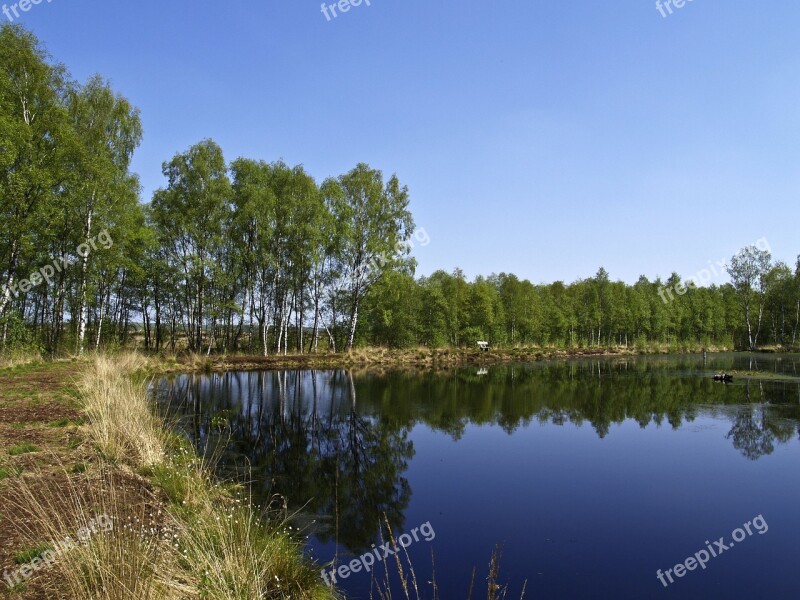 Swamp Birch Nature Reserve Moor Moorland