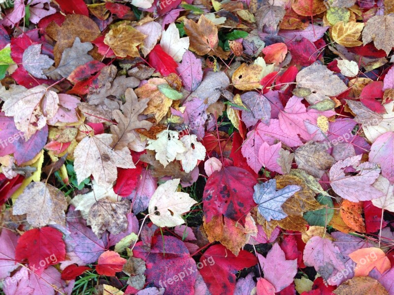 Autumn Colorful Leaves Fall Foliage Golden Autumn