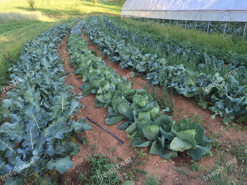 Farm Garden Rows Cabbages Agricultural Growing