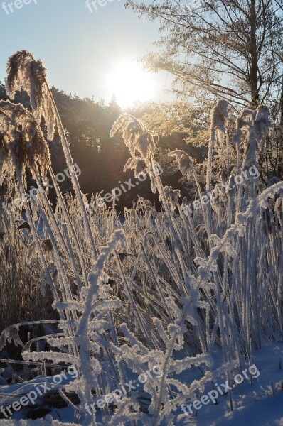 Eiskristalle Winter Magic Cold Frozen Winter