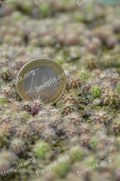 Cactus Close Up Small Plant Young Plants Rearing