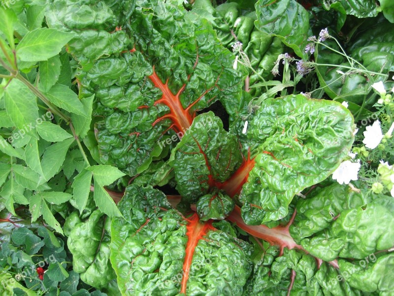 Vegetables Red Swiss Chard Plant Vitamins Food