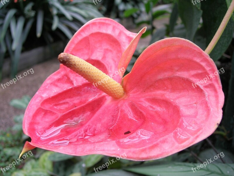 Flower Pink Plant Flower Pink Color