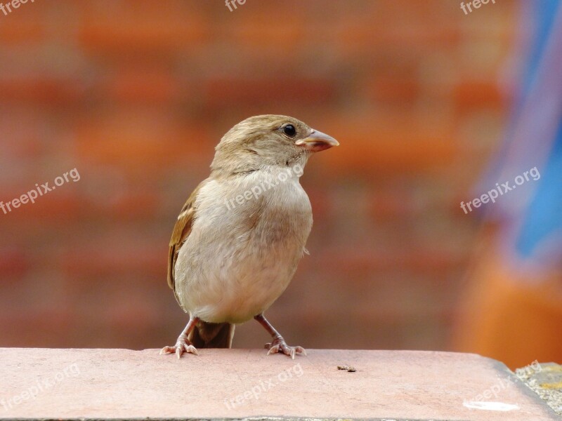 Birds Wild Nature Animals Wings