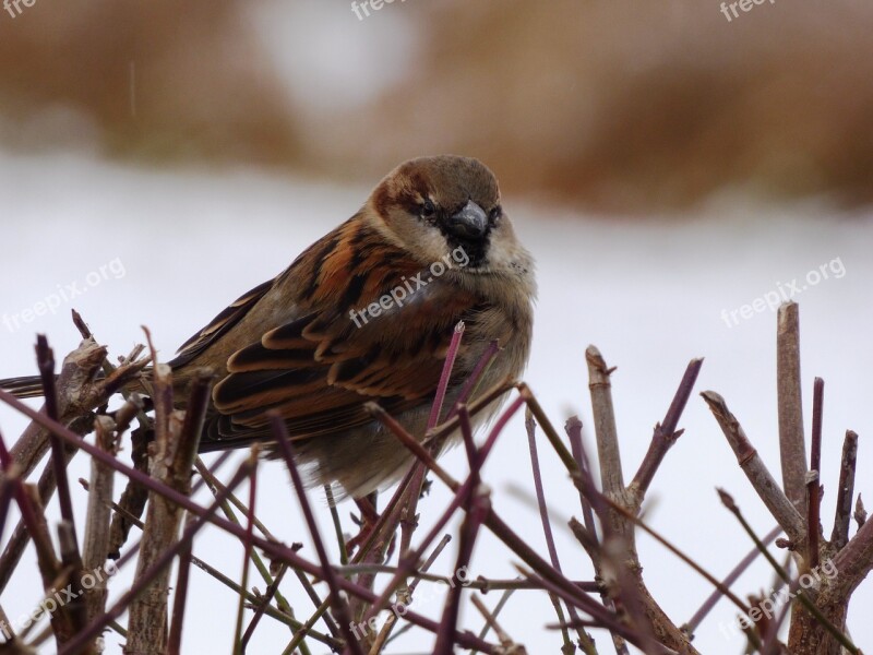 The Sparrow Sparrows Bird Wild Nature