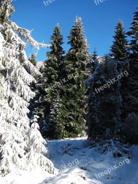 Forest Landscape Nature Winter View