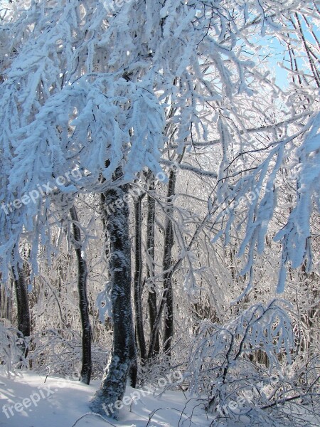 Forest Landscape Nature Winter View