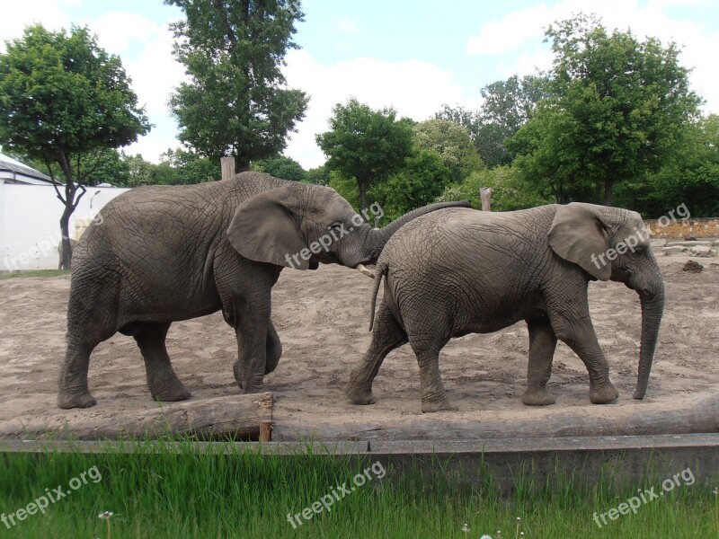 Elephants Zoo Elephant Animal Free Photos