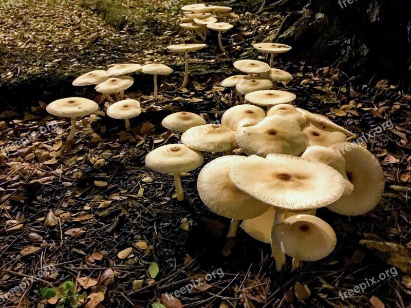 Fungus Mushroom Poisonous Toxic Nature