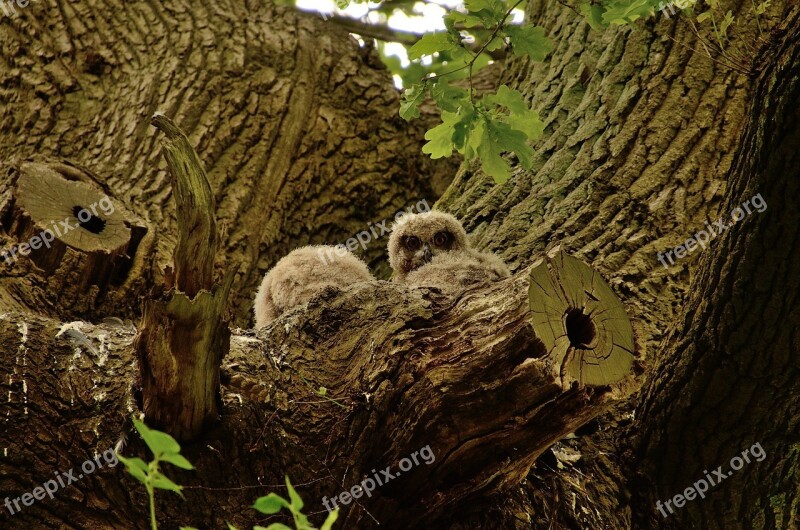 Eagle Owl Owl Bird Eurasian Eagle European Owl Young Eagle Owls