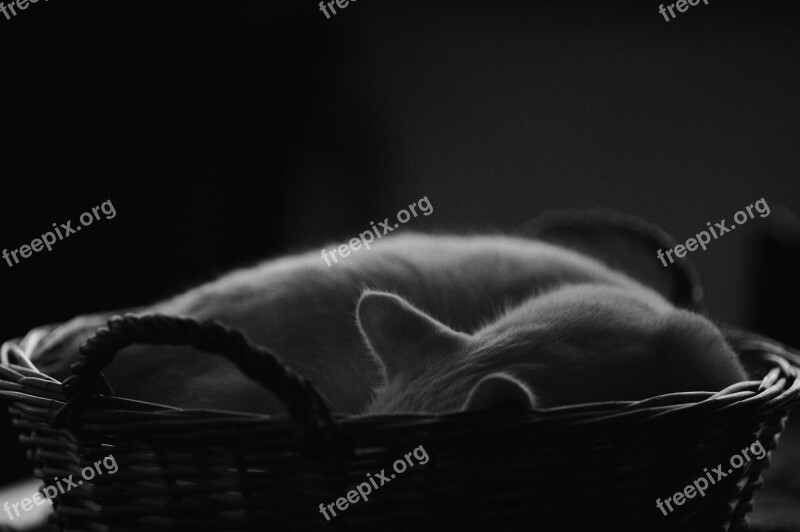 Cats-basket Sleeping Rest White Cat Pets