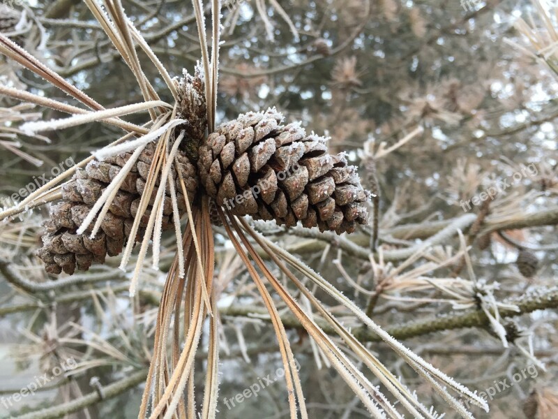 Frost Pine Pine Cone Tree Winter