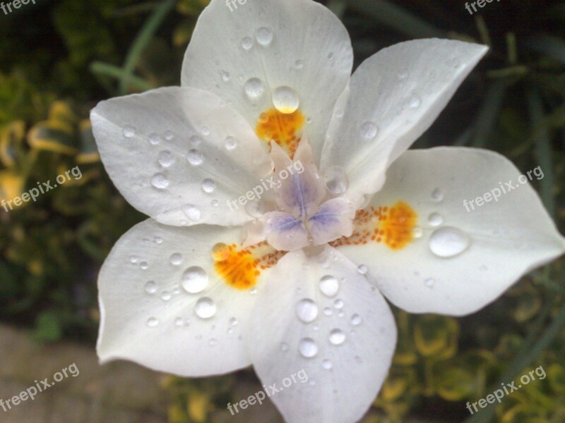 Flower White Flower Garden Nature Spring